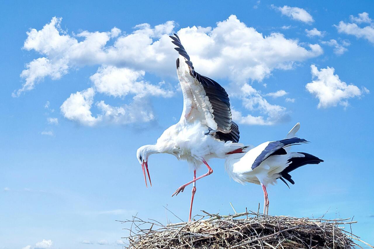 The Stork Legend Explained: Why Storks Are Said to Bring Babies