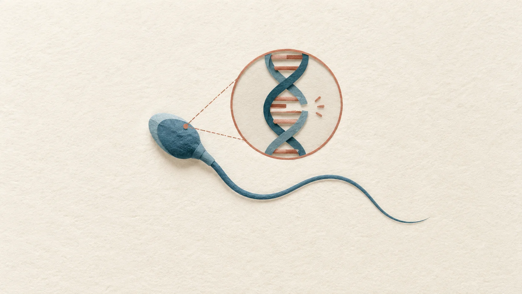 以紙藝呈現的精子插圖,搭配局部放大的DNA,以及DNA鏈上的一處斷裂