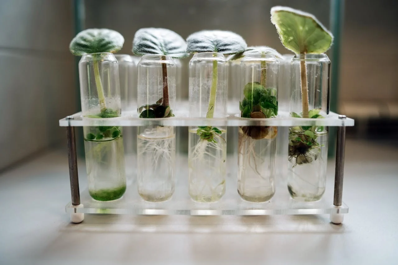 Embryologe prüft Embryokultur in einem reproduktionsmedizinischen Labor am Mikroskop