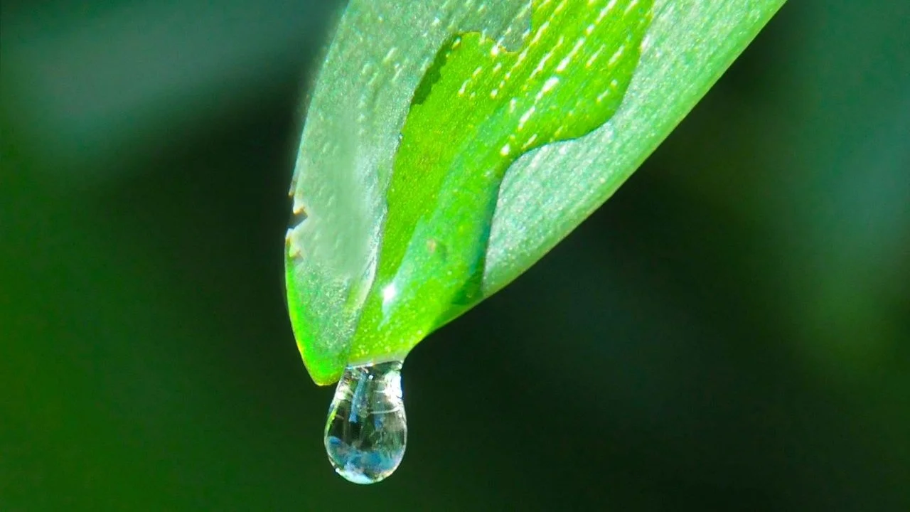 A clear droplet on a green leaf, used as a visual metaphor for pre-ejaculate