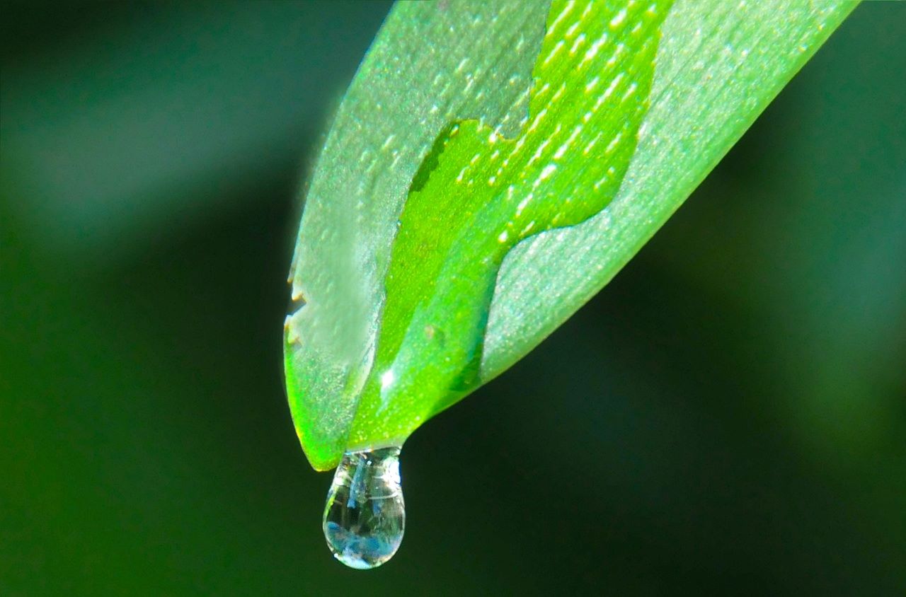 Clear fluid representing pre-ejaculate (pre-cum) on a neutral background