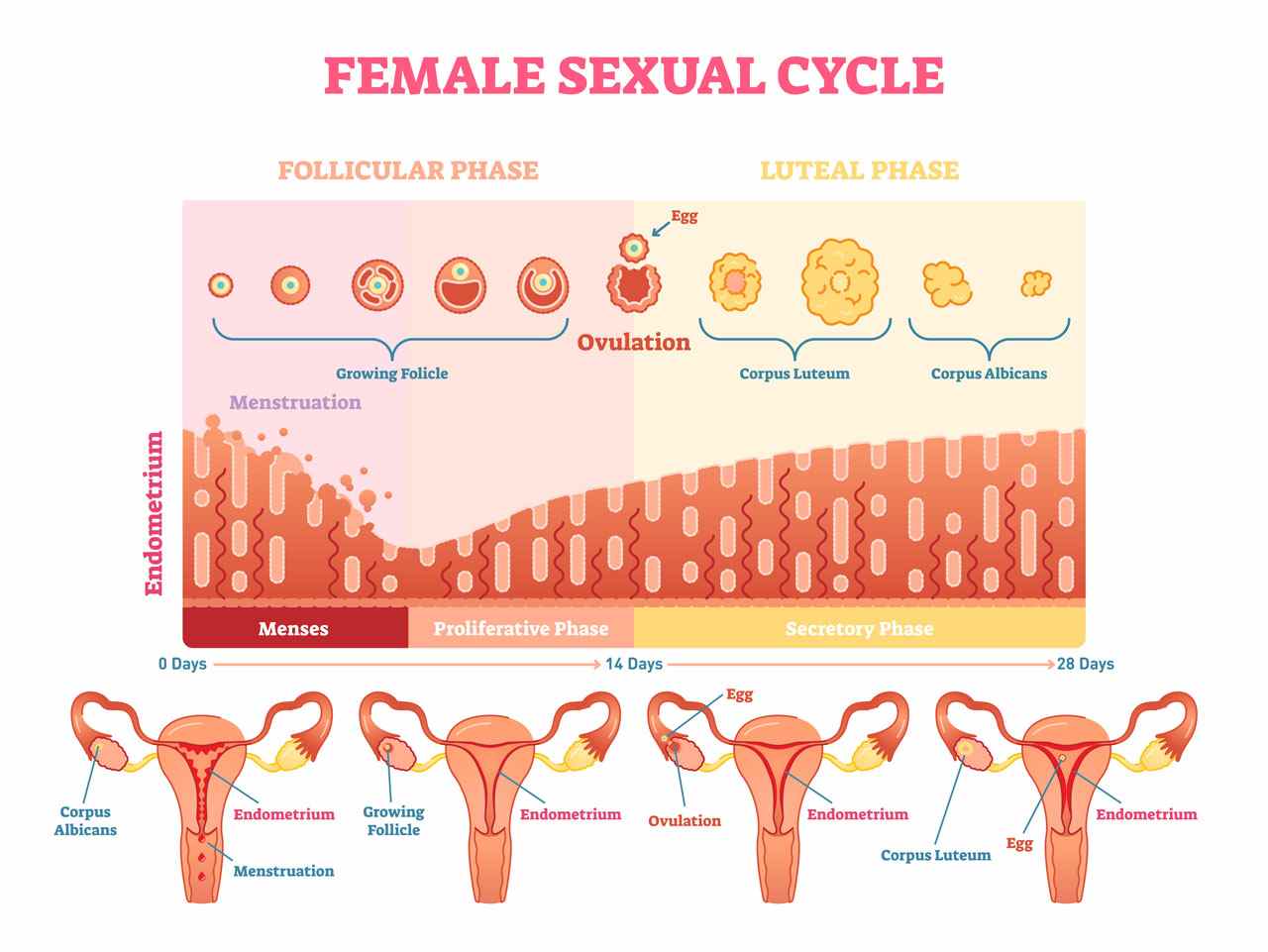 Graphic Representation of the Female Cycle and Ovulation