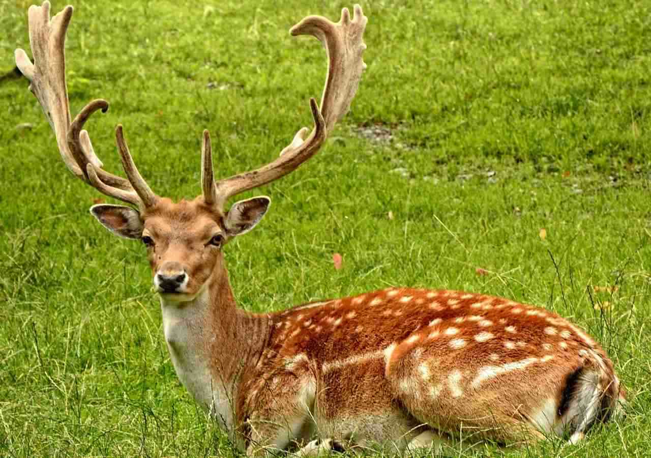 Ovulación en animales