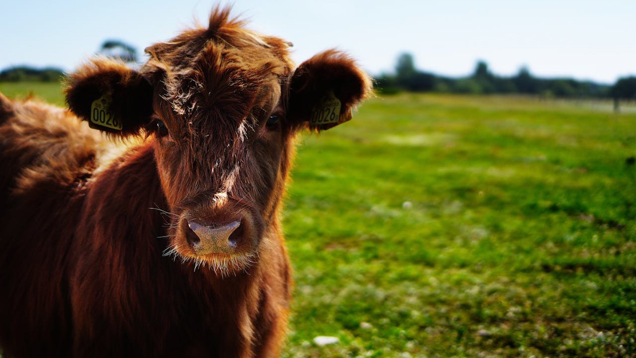 Démonstration : insémination bovine avec cuve d’azote et cathéter d’insémination