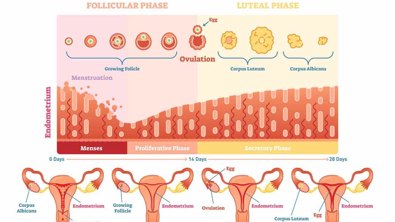 Infographie : évolution des hormones FSH, LH, œstrogènes et progestérone pendant les quatre phases du cycle jusqu’à l’ovulation