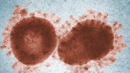 Bactéries de chlamydia observées au microscope