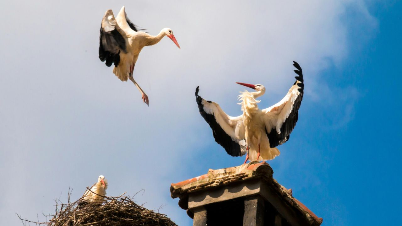 Vit stork som står på en skorsten i vårsolen