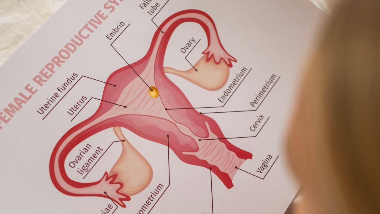 Ultraljudskontroll av äggstockarna under en ovarialstimulering på en fertilitetsklinik